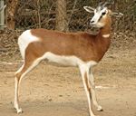 gazela