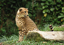 gepard