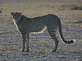 gepard1