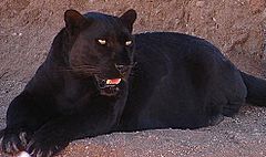 pantera