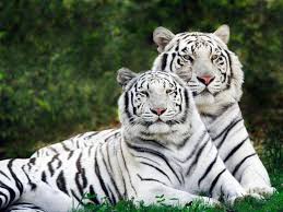 tygrys