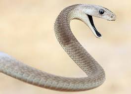 waz